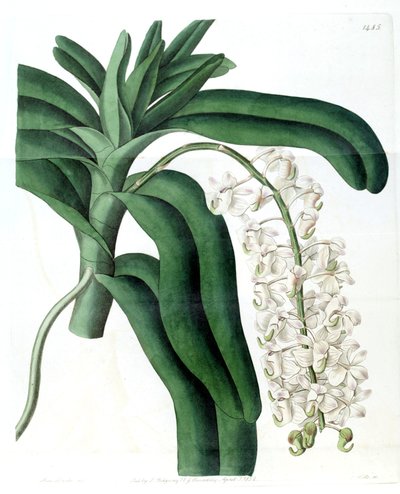 Aerides odoratum by Miss Drake